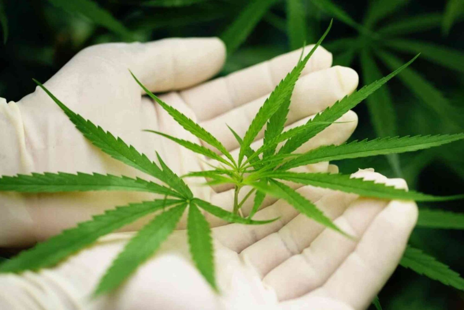 CBD Legal Status UAE