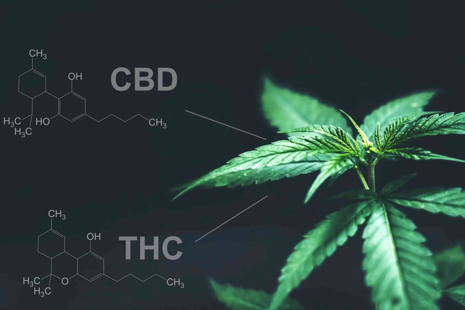 CBD VS THC UAE