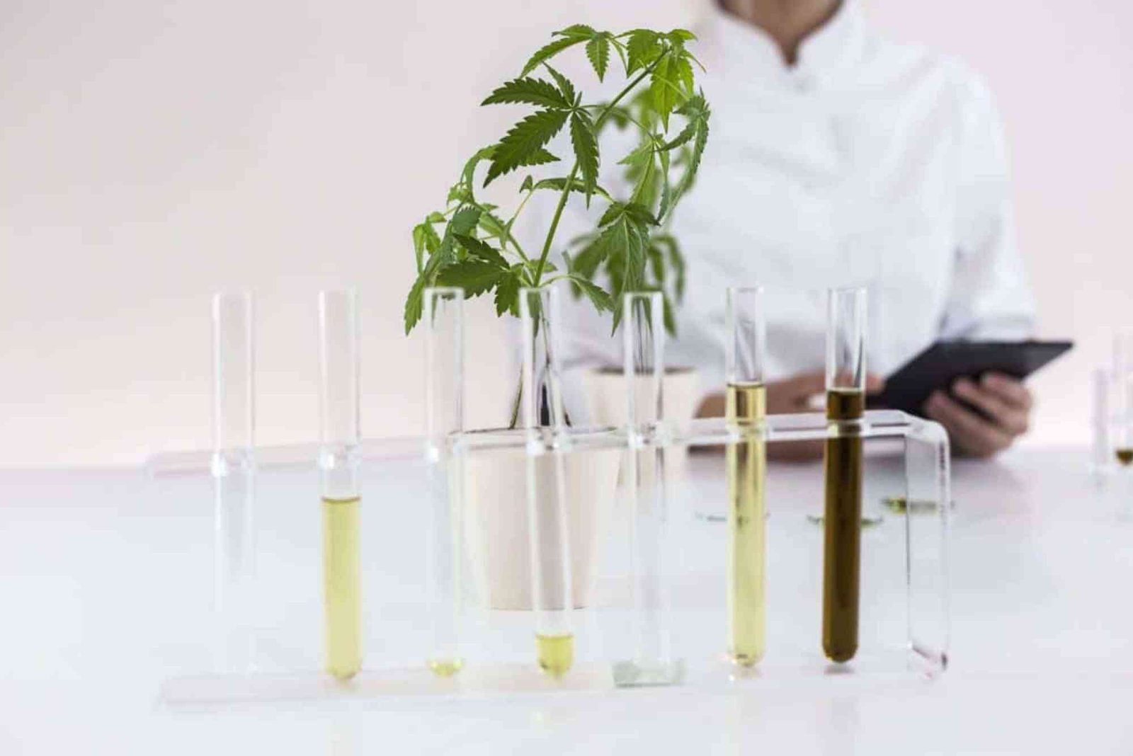 CBD Lab Report Faq UAE